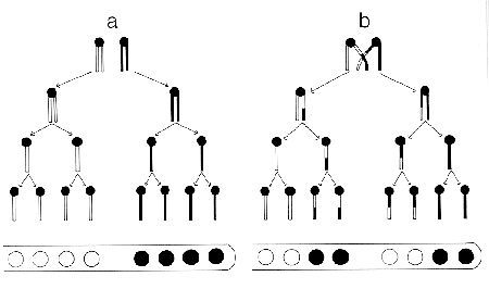 10 crossing over.gif (7034 bytes)