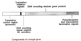 10_fungal_gene.gif (6831 bytes)