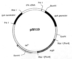 10 plasmid vector.gif (7471 bytes)