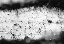 11-72 Slimacomyces reticulum.jpg (5804 bytes)