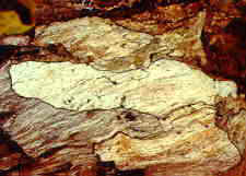 11-78 wood zones.jpg (6881 bytes)