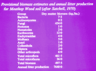 11-83 soil organism biomass.jpg (20943 bytes)