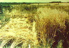 13-2 Zineb.jpg (9176 bytes)