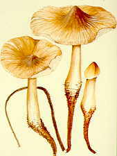 http://www.mycolog.com/16-12_Termitomyces2.jpg