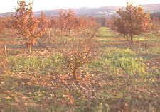 18-18 truffle orchard.jpg (7356 bytes)