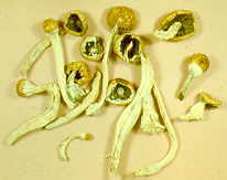 22-20 magic mushrooms dried.jpg (5234 bytes)