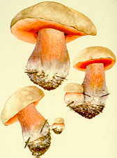 22-29 Boletus satanas.jpg (6175 bytes)