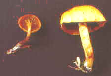 22-3 Galerina autumnalis.jpg (3412 bytes)