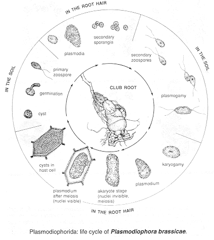 2 Plasmodiophora.gif (24804 bytes)
