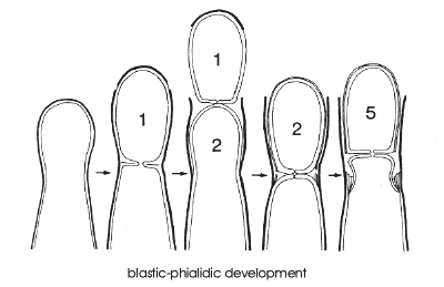 4 phialidic development.gif (10480 bytes)