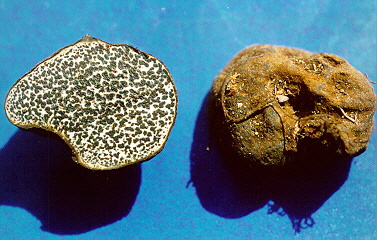 5 Melanogaster bisected.jpg (63761 bytes)