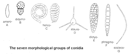 conidia.gif (5066 bytes)
