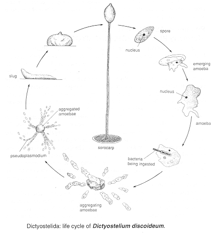 dictyost.tif (69920 bytes)