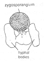 entom2.gif (2200 bytes)