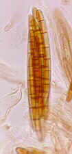 geoglo2.jpg (3743 bytes)