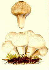 lycop1.jpg (4902 bytes)