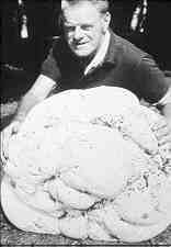 lycop2.jpg (4269 bytes)