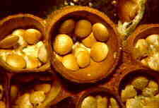 nidul1.jpg (5439 bytes)