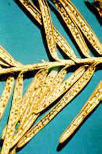 phacid2.jpg (9263 bytes)