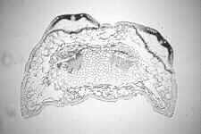 phacid7.jpg (4660 bytes)