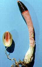 phall1.jpg (4728 bytes)