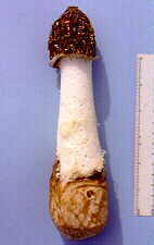 phall2.jpg (4262 bytes)