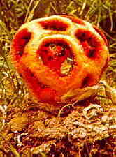 phall8.jpg (8259 bytes)