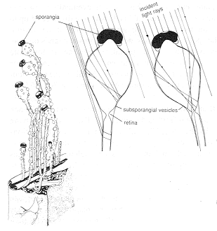 pilob1.gif (16708 bytes)