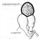 pilob2.gif (3326 bytes)