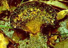 sclerod2.jpg (7844 bytes)