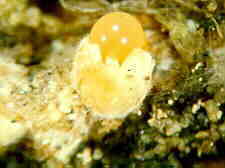 sclerod4.jpg (5302 bytes)