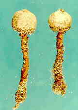 tulost1.jpg (4194 bytes)